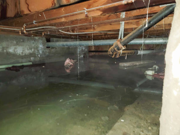 Best Carpet water damage restoration  in Bowling Green, FL