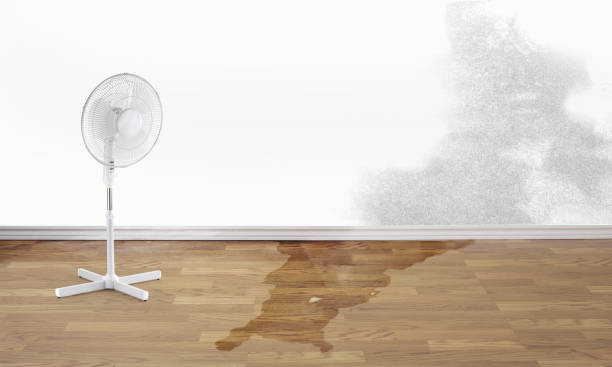 Best Water damage restoration near me  in Bowling Green, FL